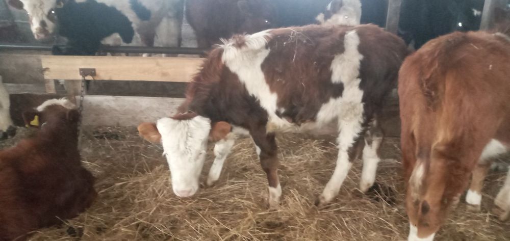 Продаются два бычка