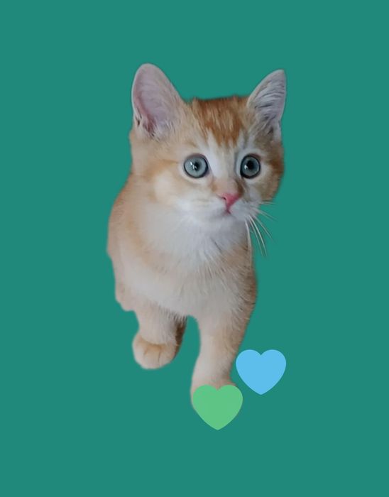 Чистокровный шотланский котёнок 2.5 мес