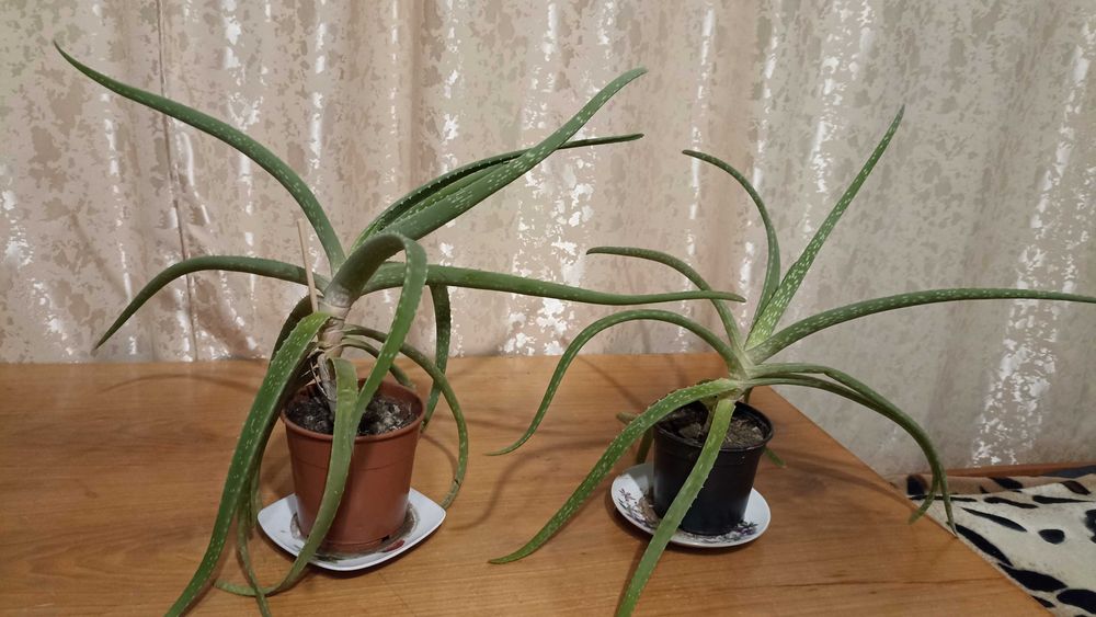 Продам комнатное растение алоэ.