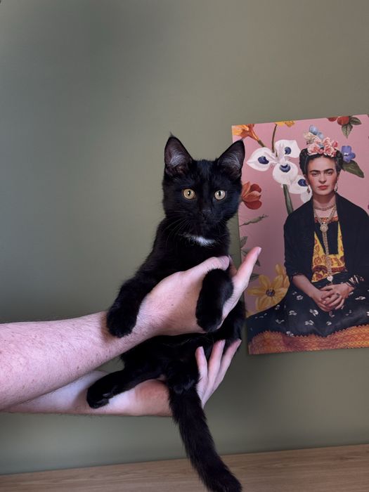 Котенок в самые добрые руки