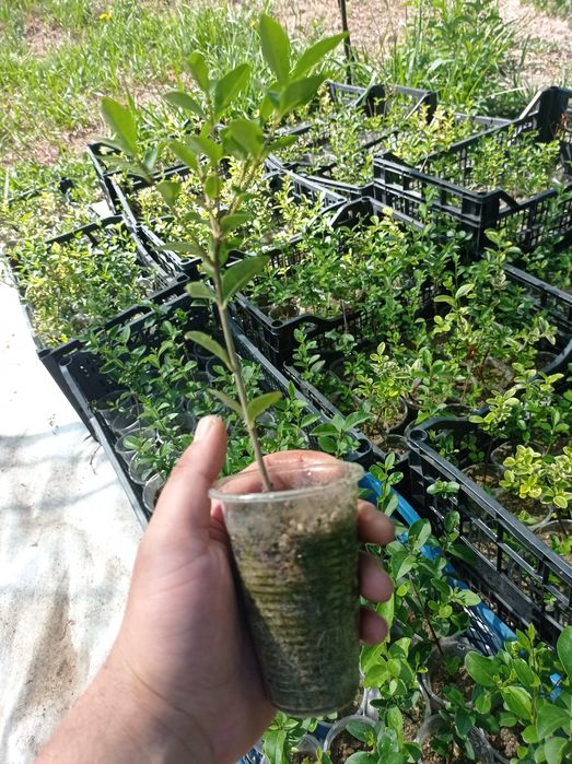 Лигуструм (Жив плет)