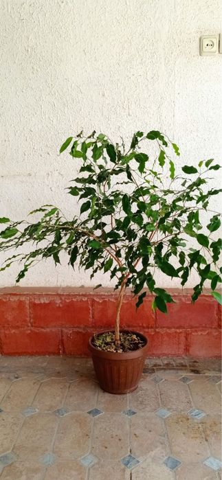 Фикус рост 1 м