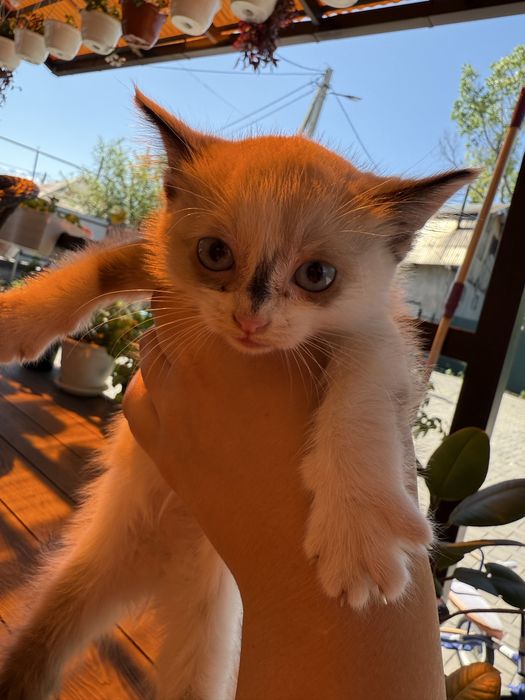 Отдам котят в добрые руки