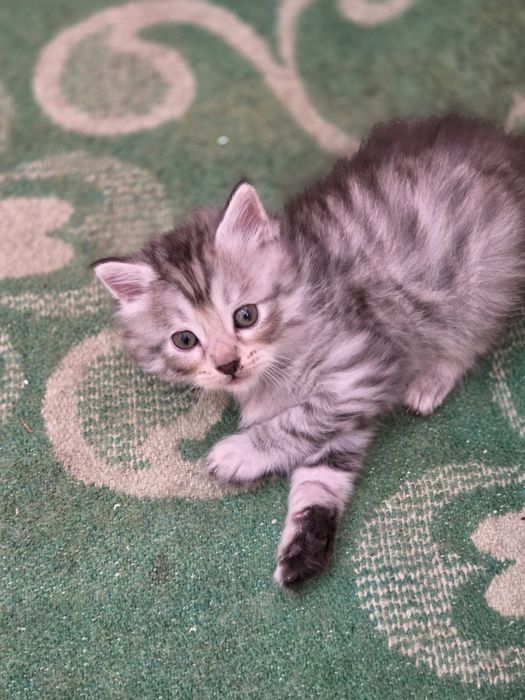 Отдам красивых котят