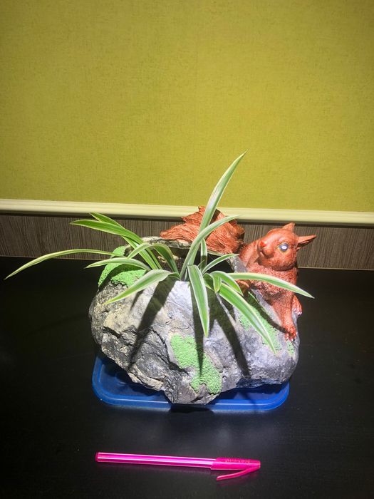 Хлорофитумы в садовых горшках