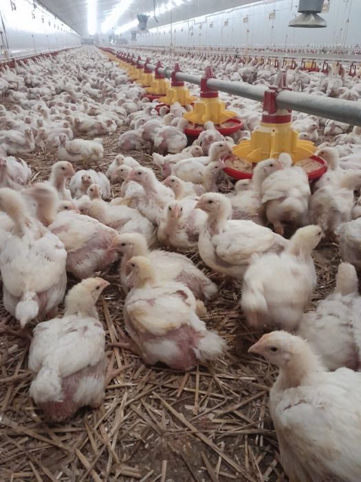 pui rasa mixta și pui albi de carne