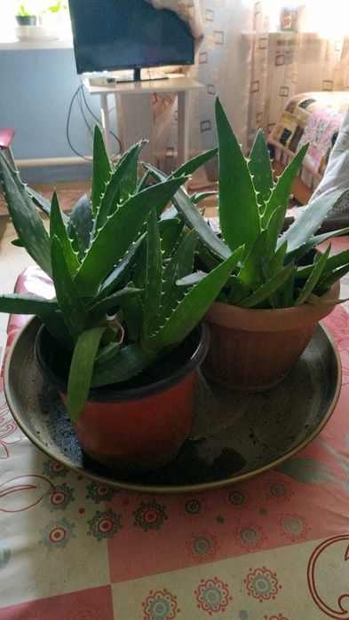 Алое вера в горшке.