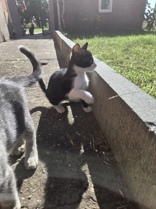 Donez pisicute adorabile