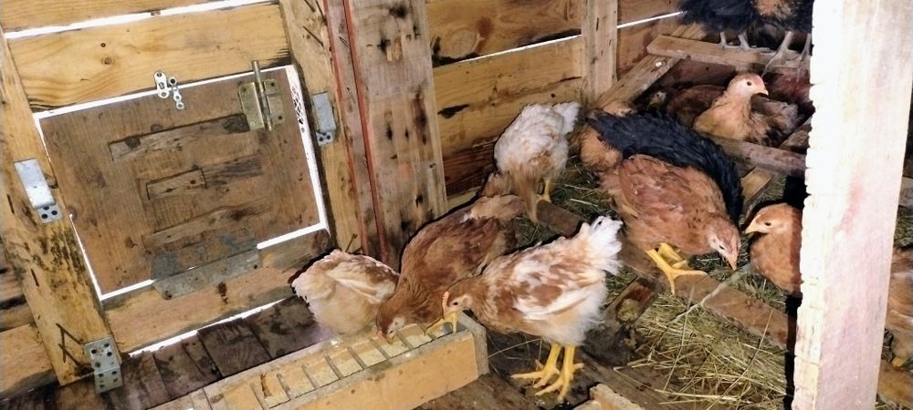 Vând oua de găină