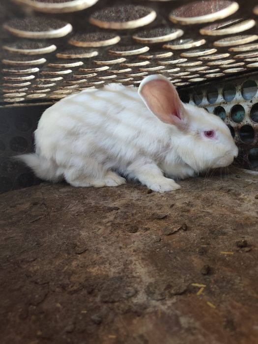 Продаётся кролик белая девочка ей год