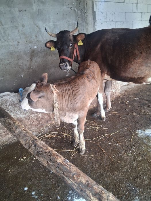 Vand vaca cu vitel