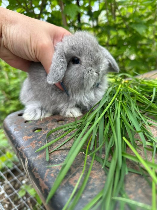 Кролики декоративные карликовые