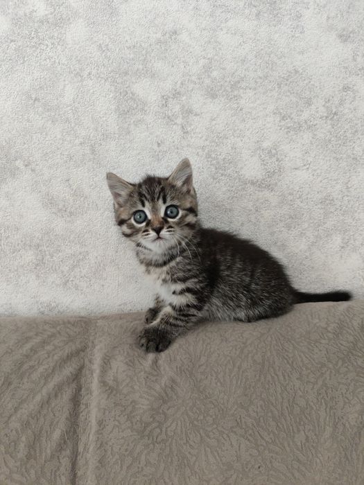 Отдам бесплатно кошечку девочку