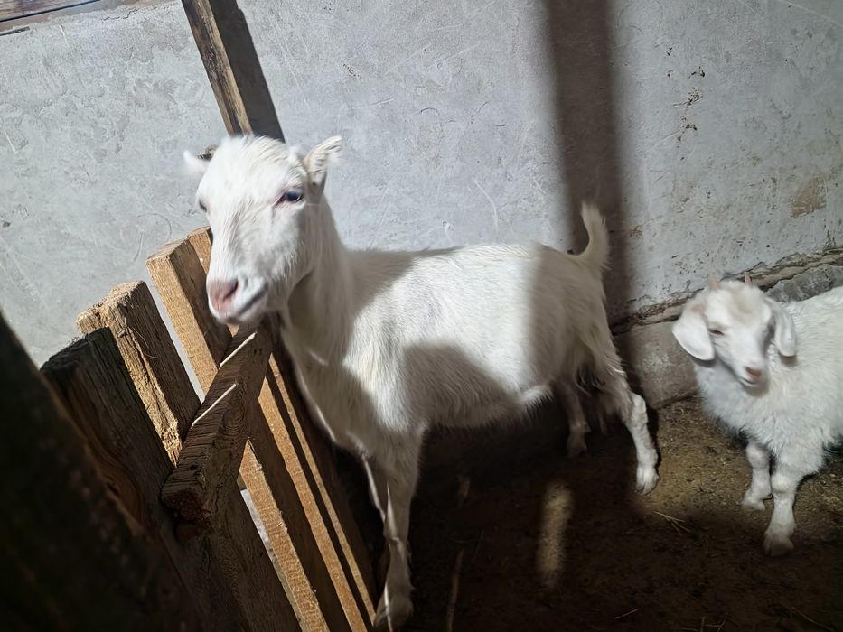 Орыс ешкілері сатылады лактармен