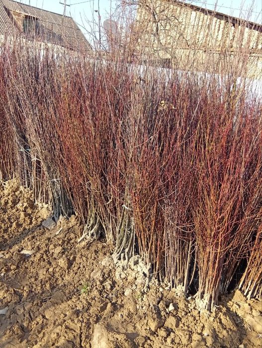 Xaxlari bor ko'chatlari bor kelshtirib beramiz