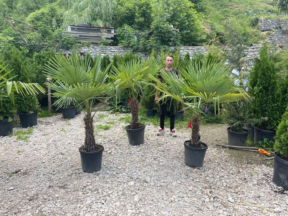 Palmierii rezistenți la îngheț toate dimensiunile