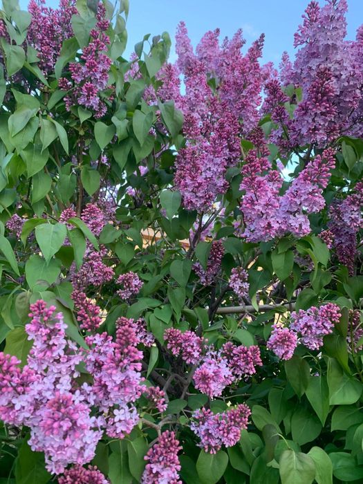 сирень цветы свежее