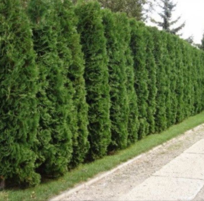 Tuia / thuja occidentalis smaragd