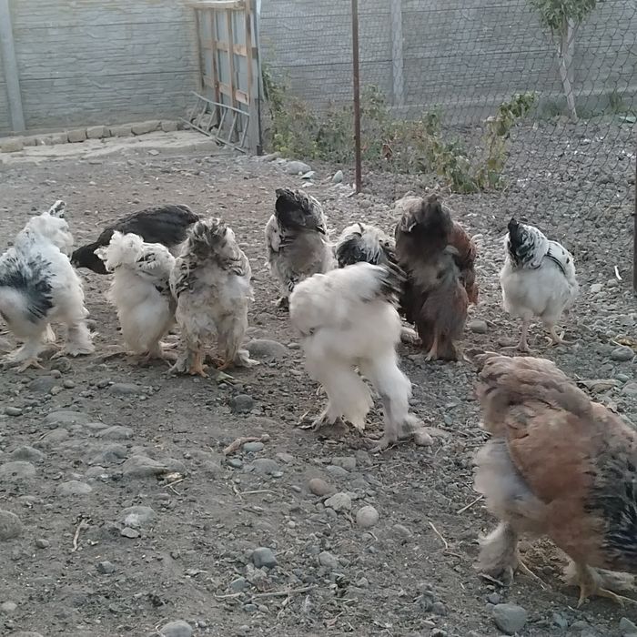 Куры породы " Брама"