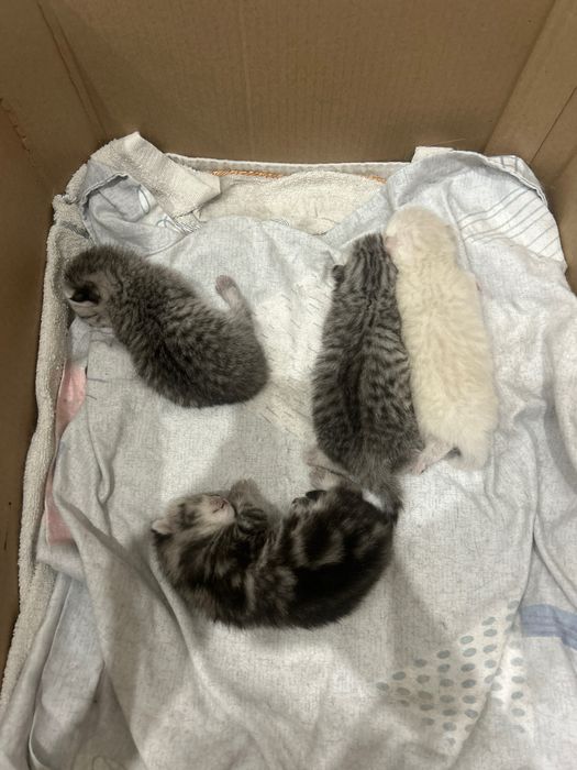 Шотландские котята