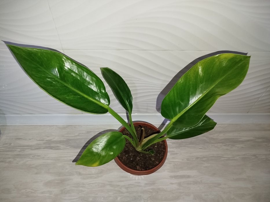 Feladendron imperator