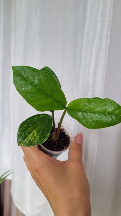 Продам Замиокулькас Лонг лив