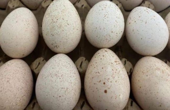 Курка тухуми яйцо индюка