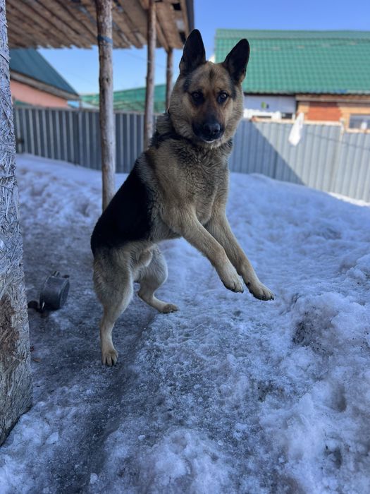 Немецкая овчарка. Найдена в Тобыле