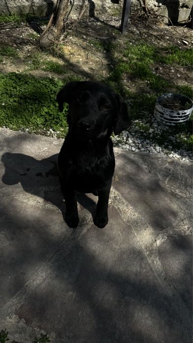 Щенок метис лабрадор