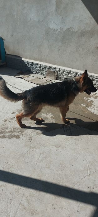 Продам немецкую овчарку