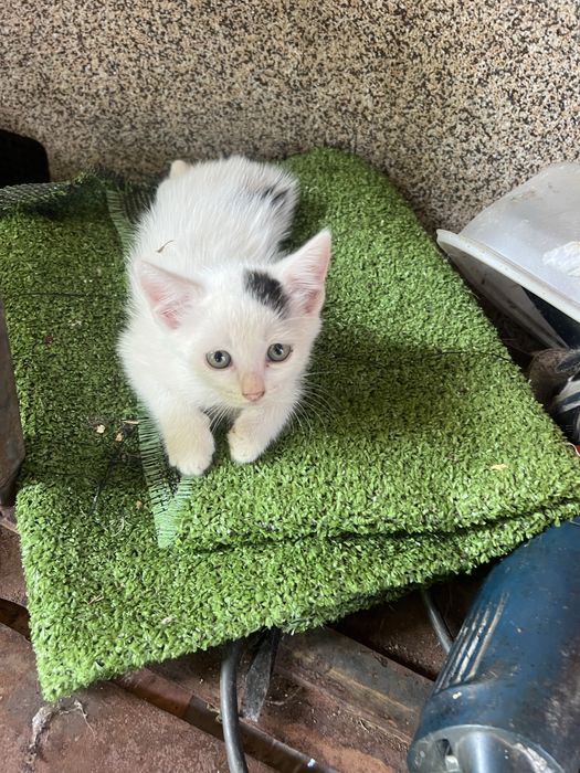 Безплатни котенца