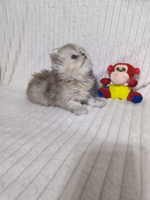 Персидские котята