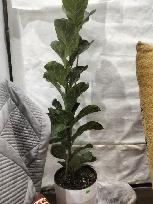 Продам цветы в горшке