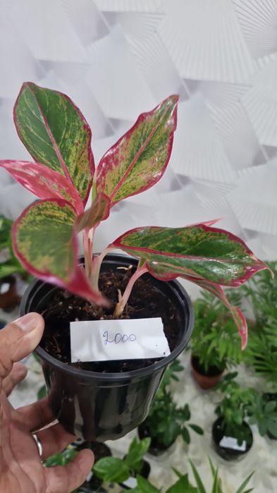 Ұй нұлдері арзан