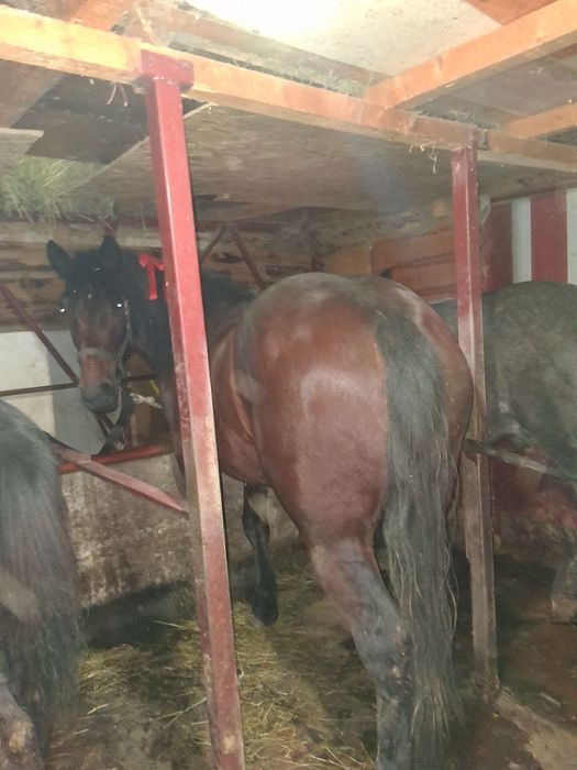 Vând iapă de 4 ani