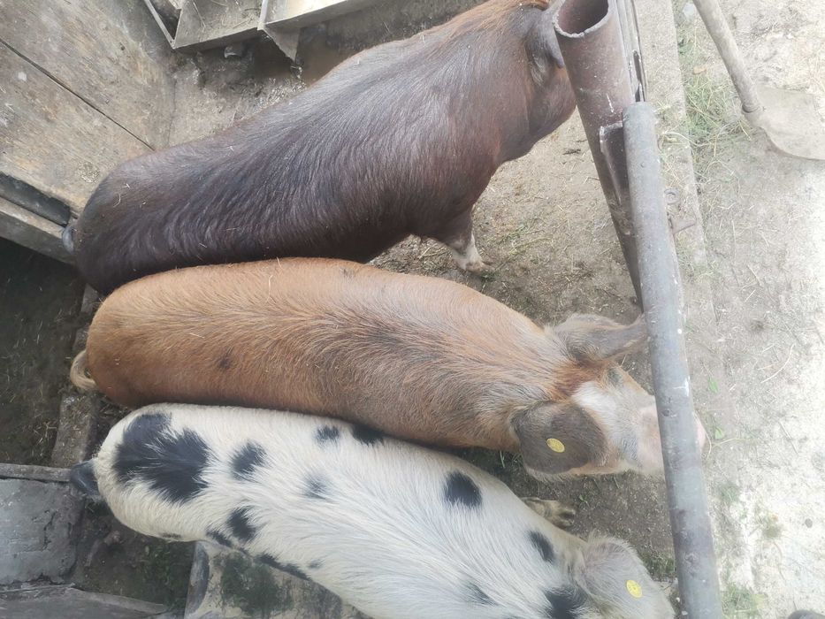 Vând porc la alegere