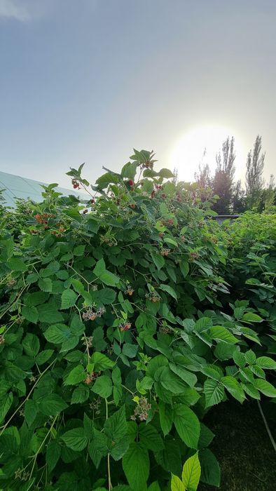 Малина сотилади нархи 70 000 сум