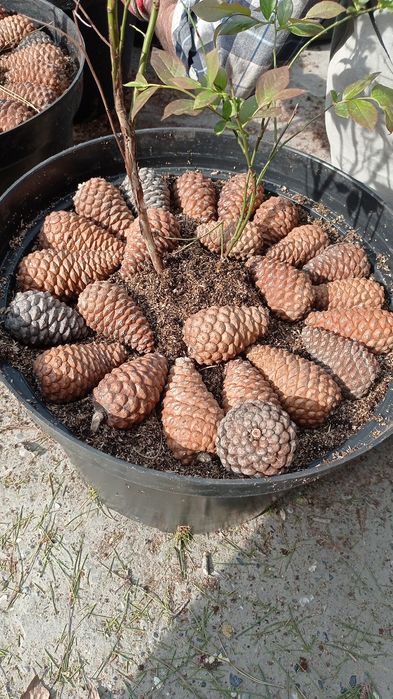 Асука Лэнгли секс