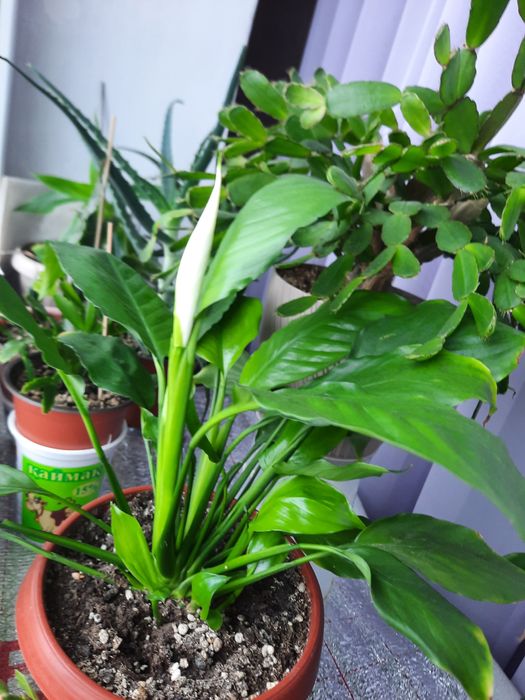 Продам спатифиллум