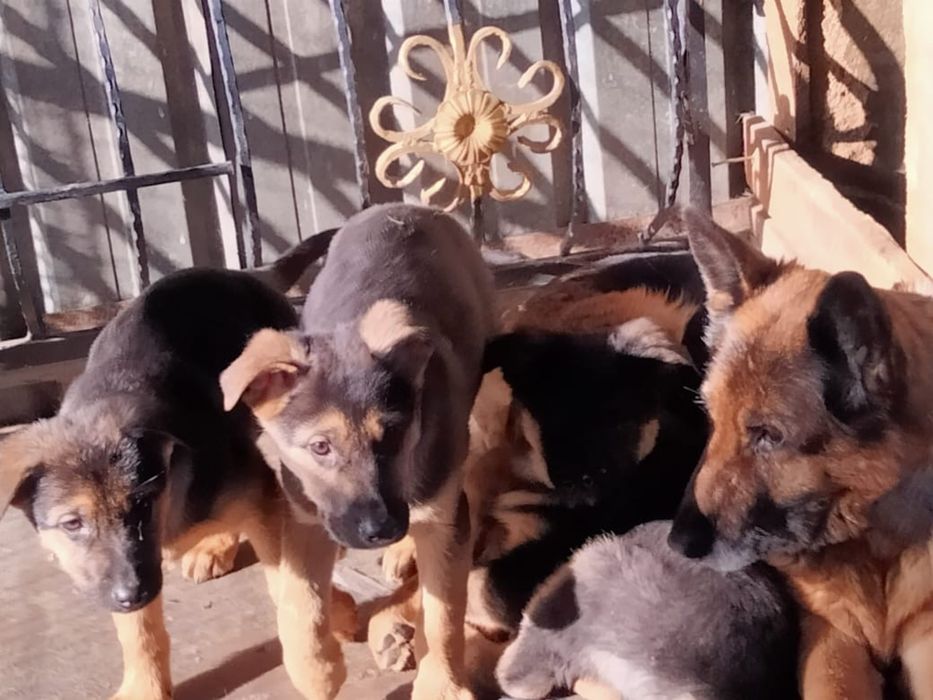 Продам щенки немецкой овчарки