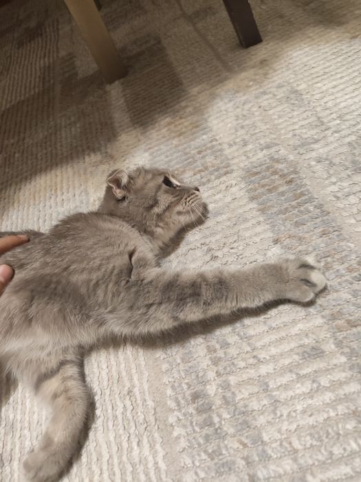 Кошка добрая милая