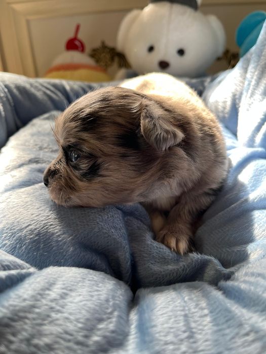 Чихуахуа девочка и мальчик