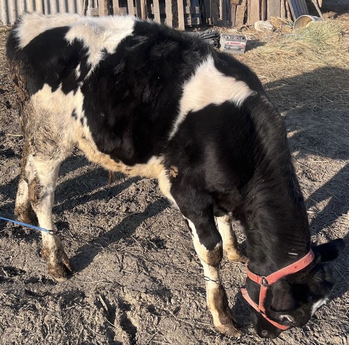 Vand vitel de 4 luni