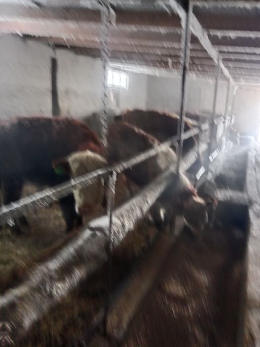 Продам 12 кастрат