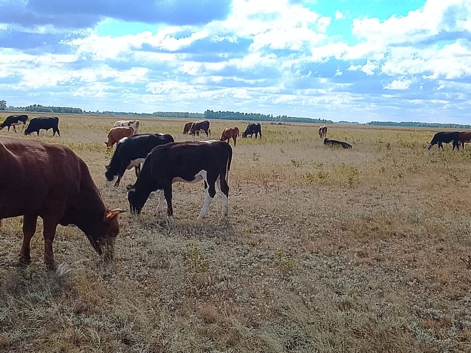 Продам телят подсосных