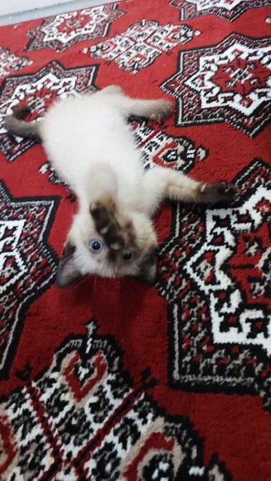 Продаётся Сиамская кошка девочка 2 месяца.