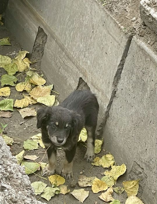 Щенки в добрые руки