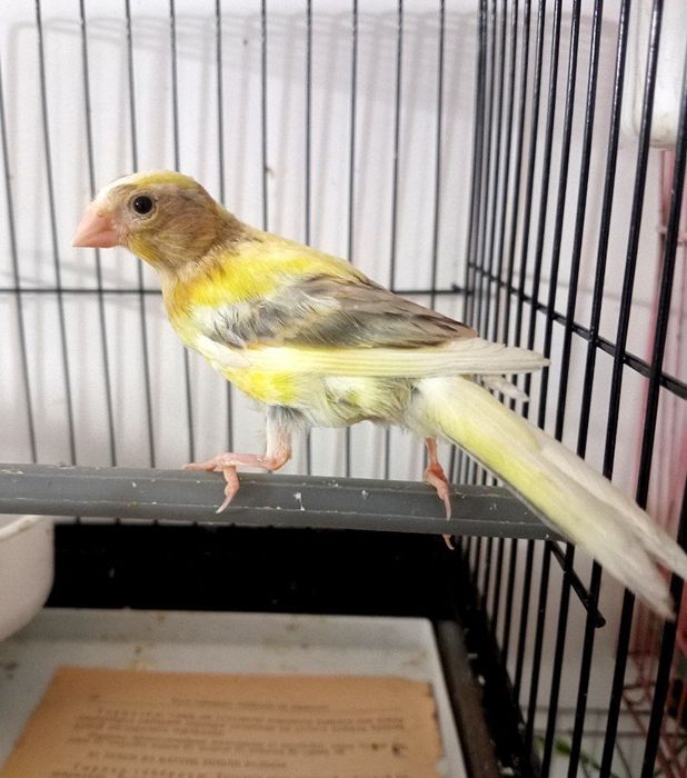 Kanareka avle maladoy sotiladi