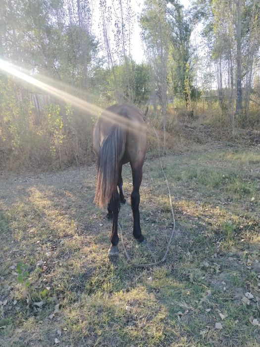 Мінгі тай сатылады