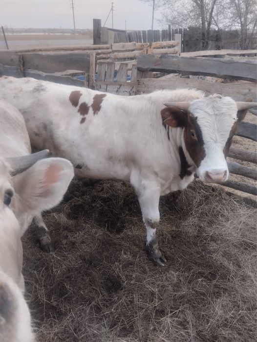 Продам быков производителей